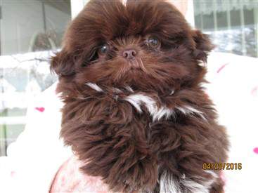 example of liver colored Shih Tzu dog