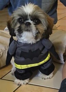 Batman costume for dog