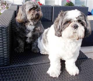 shih tzu big dog