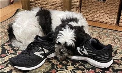 Black and white Shih Tzu dog sleeping on sneakers