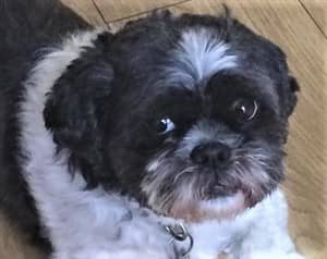black and white Shih Tzu as an adult