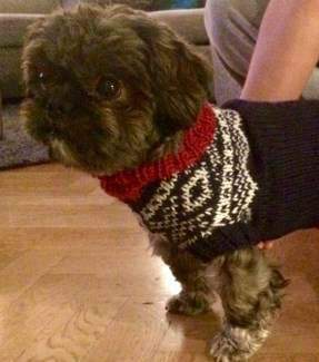 Shih Tzu with warm clothes on