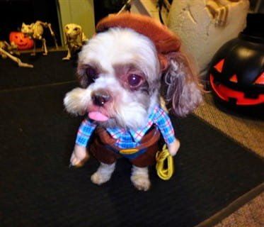 cowboy costume for dog