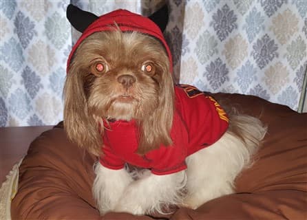 creepy Shih Tzu Halloween pic