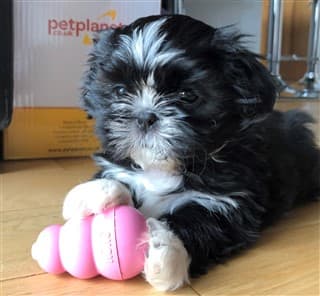 The Adorable and Cute Shih Tzu Puppy with Chew Toy