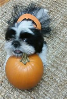 dog in a pumpkin dress