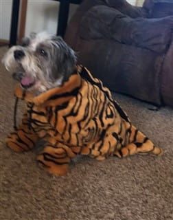 small dog tiger costume