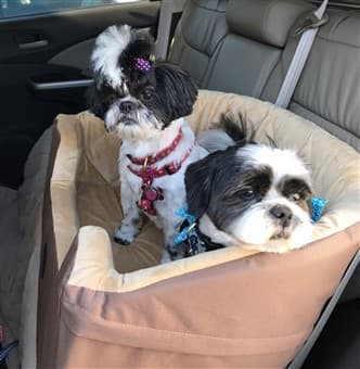 Double car seat for two Shih Tzu dogs