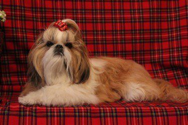 gold-and-white-shih-tzu-double-color