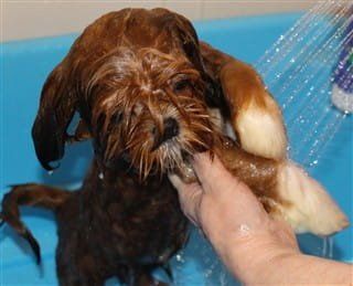 how often should you bathe a shih tzu