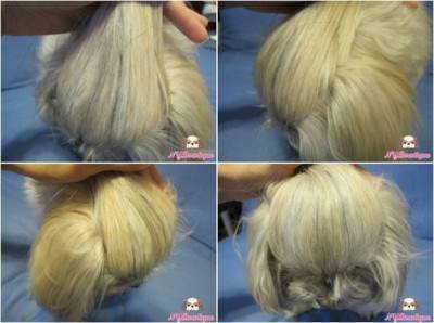 how to put bow on Shih Tzu