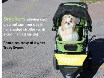 Shih Tzu in stroller on summer day