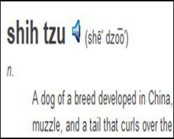 how do you pronounce shichi dog breed