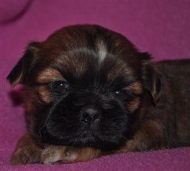 Puppies on the Prairie Shih Tzu