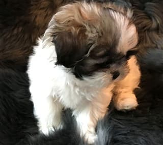 New Shih Tzu puppy, 8 weeks old