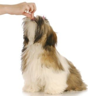 When to Switch Shih-tzu to Adult Food?