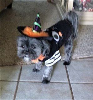 rescued Shih Tzu in warlock costume