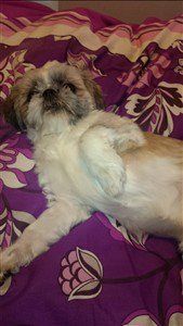 Shih Tzu white, with gray and tan