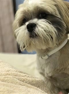 When do Shih Tzu Puppies Stop Growing: Size and Growth Chart