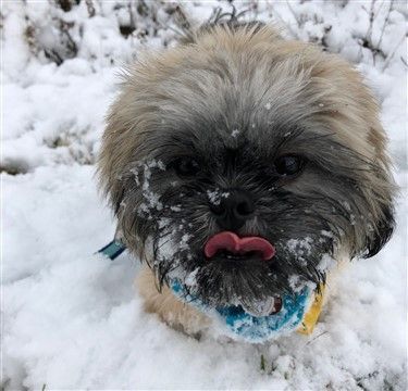 Fun Things to Do With a Shih Tzu