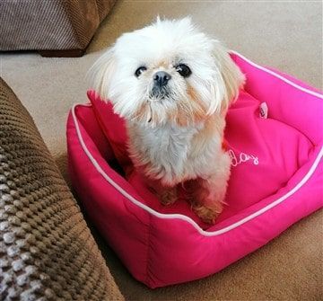 Shih Tzu in pink dog bed