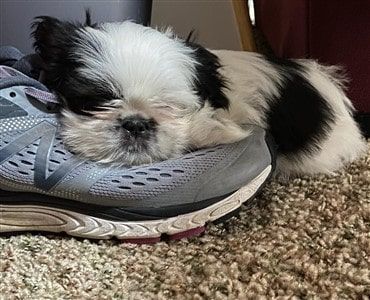 Shih  Tzu sleeping on shoe