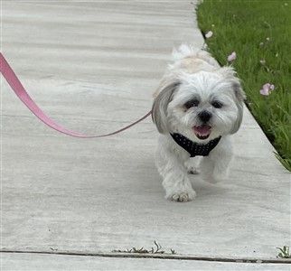 Shih Tzu being walked with harness