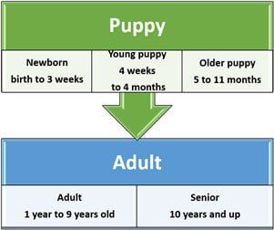 Shih Tzu Age Stages And Information