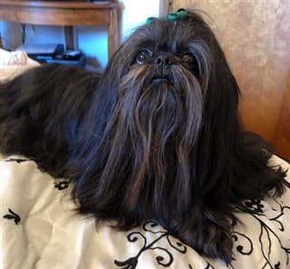 Top shih tzu pure black Shop