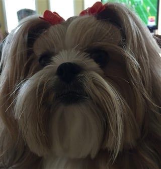 How to maintain a shih tzu hair