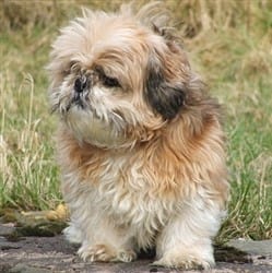 shih tzu fat