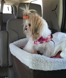 Shih Tzu dog in safe car seat