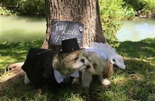 Shih Tzu dogs getting married photo shoot