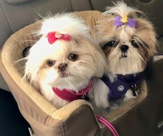shih-tzu-dogs-in-car-seat