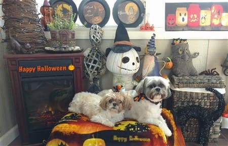 Shih Tzu on Halloween