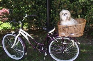 Shih Tzu in bike basket