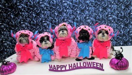 Shih Tzu dogs in costumes