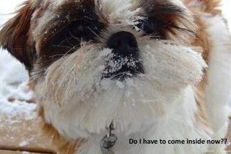 Shih Tzu outside in the snow