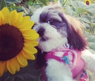 shih tzu housebreaking problems