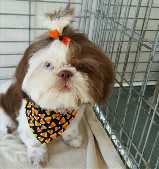 shih tzu hair style, square off face