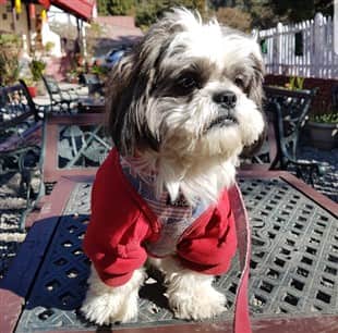 https://lirp.cdn-website.com/ee8a10f1/dms3rep/multi/opt/shih-tzu-on-table-with-clothes-and-harness+%28310+x+306%29-min-960w.jpg