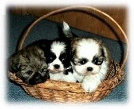 Shih Tzu puppies for sale Wisconsin