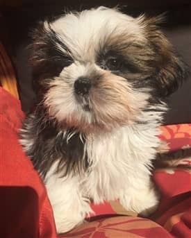 shih-tzu-puppy-11-weeks-Keshi