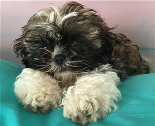 How to Quiet a 3 Month Old Shih Tzu?