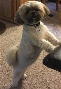 shih tzu sable color