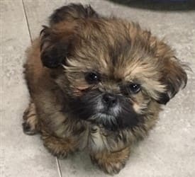 Shih Tzu puppy with black tipped hairs - pic 1