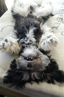 Shih Tzu puppy upside down and showing teeth
