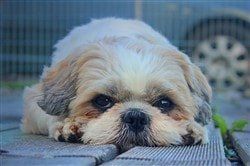 Shih Tzu Question and Answer Page