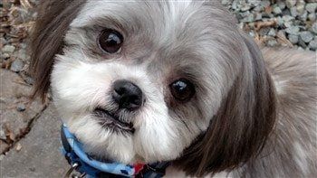 shih-tzu-rounded-clipped-face