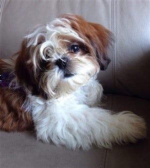 Shih Tzu - Wikipedia